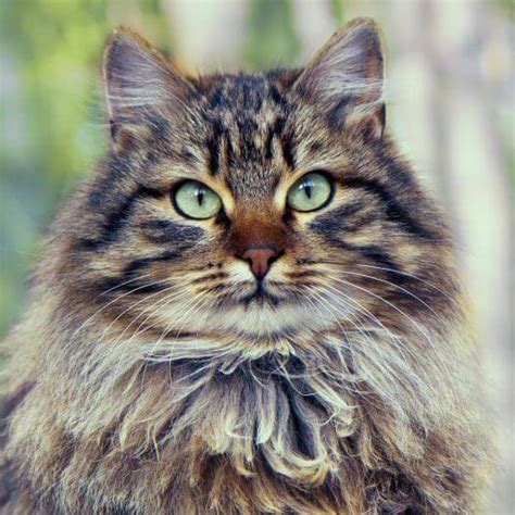 Siberian Cat Adoption Guide And Procedure Agric4profits