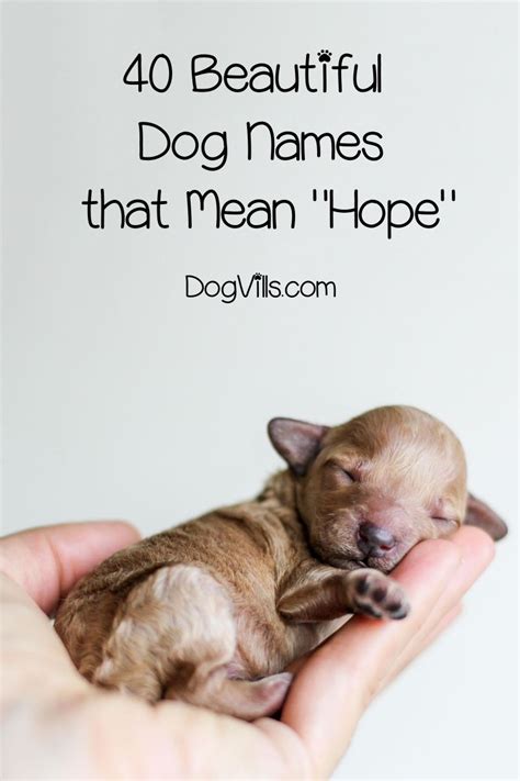 40 Beautiful Dog Names That Mean Hope Dogvills Puppies Names Female