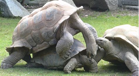 Giant Turtles Making Love Mating Ritual Of The Giant Turtle At The
