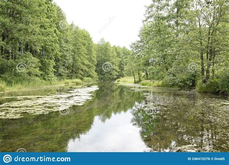 The River Flows Through The Green Forest Stock Photo Image Of