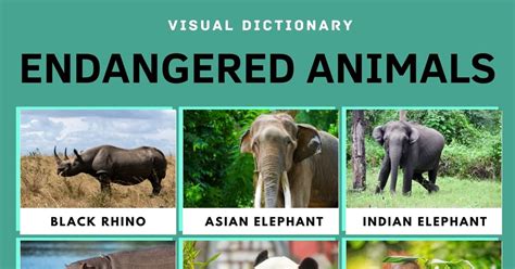 Endangered Animals List Of 15 Endangered Animals With Facts 7esl