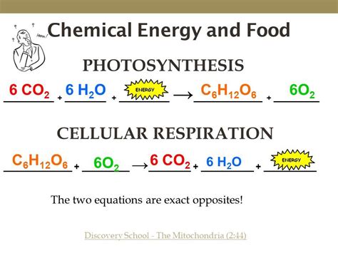 The chemical equation for cellular respiration is the opposite of the photosynthesis reaction in plants. What Is The Chemical Equation For Cellular Respiration ...