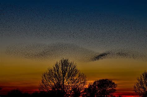 Murmuration of Starlings. Bird cloud. Photographer unknown. | Wild