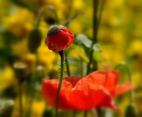 Seit homer steht es darüber hinaus für das allen lebewesen von geburt an zugeteilte schicksal, das als zwangsläufige folge der göttlichen rollenverteilung entsteht. Geburt einer Mohnblüte Foto & Bild | natur, blüten Bilder ...