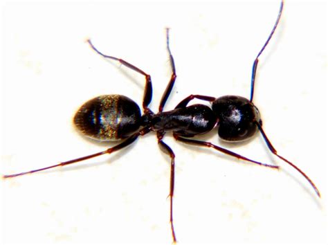 Black Carpenter Ant Guide To The Seider Springs Insects