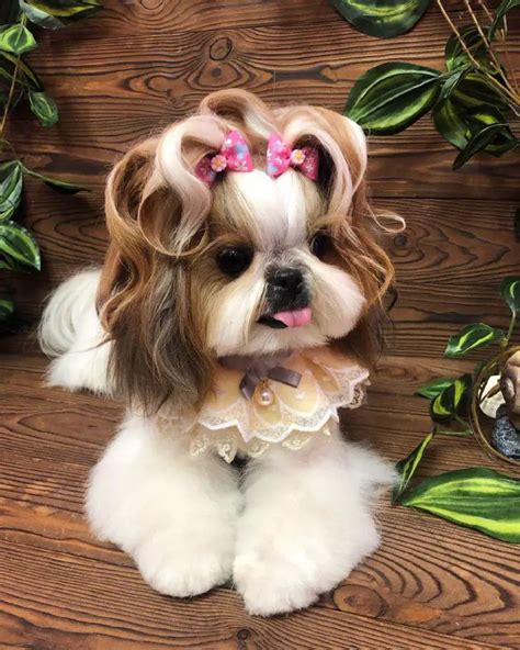 16 Interesting Facts About Shih Tzu The Paws
