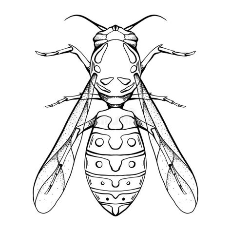 Contour Sketch Of A Wasp With A Top View On A White Background Flying