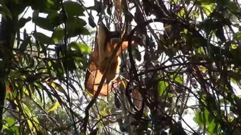 Rare White Flying Fox Spotted On Sunshine Coast Youtube