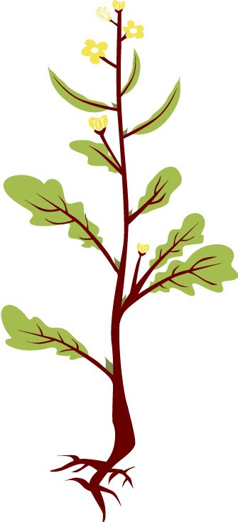 Roots Clipart Mustard Tree اجزاء النبات للصف الثاني الابتدائي Png