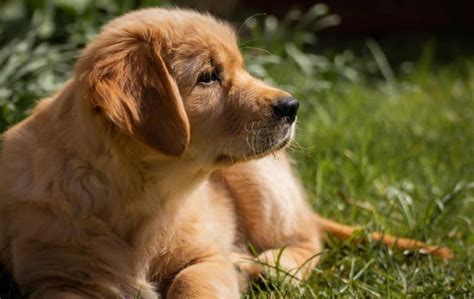 8 Best Dog Beds For Golden Retrievers In 2023