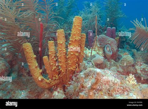 Tropical Coral Reef With Sea Sponge And Sea Fans Stock Photo Alamy