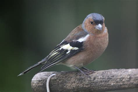 Scottish Birds Dancing Mad God