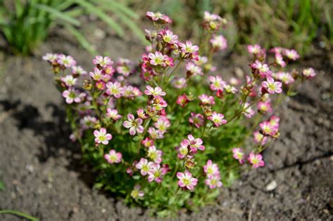 Giersch ist ein unkraut, das sich sich sehr stark über ausläufer vermehrt. Wann Stauden pflanzen » Den idealen Pflanzzeitpunkt finden