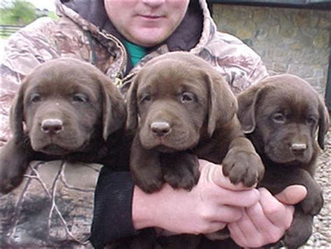 Find chocolate labrador retriever puppies and dogs from a breeder near you. Labrador Retriever Breeder Lab Breeders Labrador Puppies ...