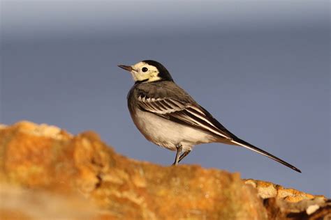 Pied Wagtail By Christopher Bell Birdguides