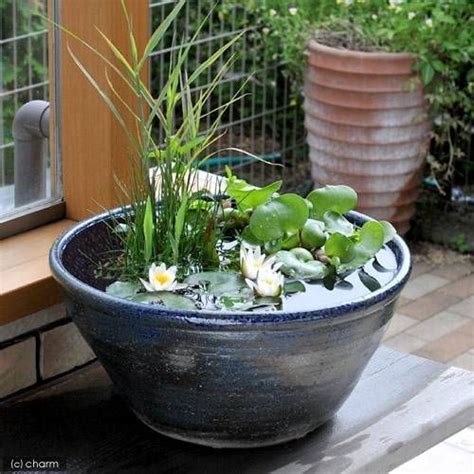 Small Water Gardens Container Water Gardens Container Plants