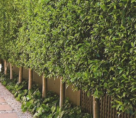 Awesome Fence With Evergreen Plants Landscaping Ideas 7