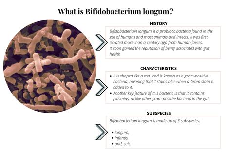 Bifidobacterium Longum Benefits Of This Powerful Probiotic Bacteria