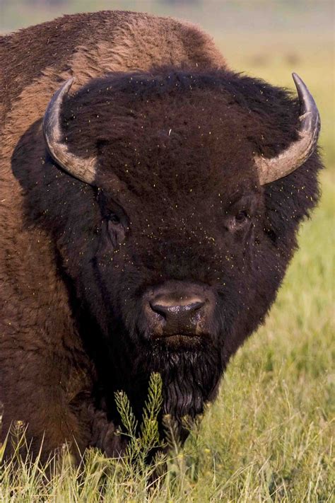 Bison | Jackson Hole Wildlife Safaris