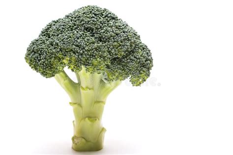 Standing Green Broccoli Stock Photo Image Of Crop Broccoli 120822472