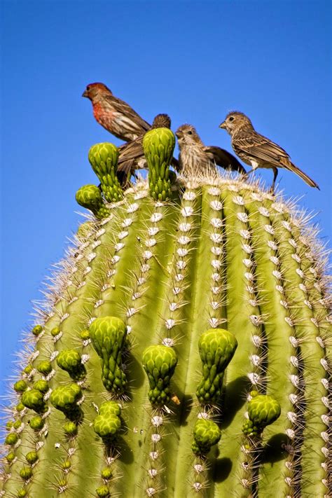 Dreamstime is the world`s largest stock photography community. The Saguaro Cactus And Its Greedy Guests ~ Kuriositas