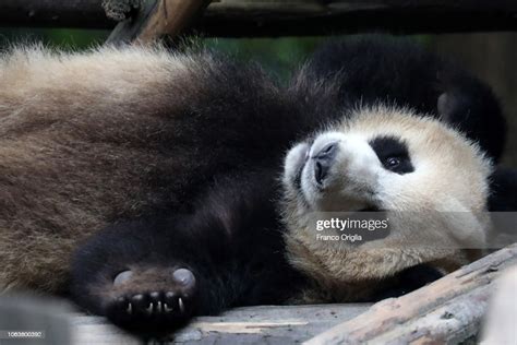 A Panda Rests At The Chengdu Research Base Of Giant Panda Breeding On