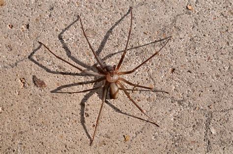 Fiddleback Spider Brown Recluse Will Gungoll Flickr
