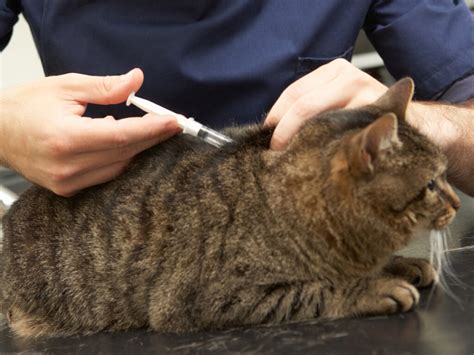 How To Tell If My Cat Is Pregnant Thecatsite Articles