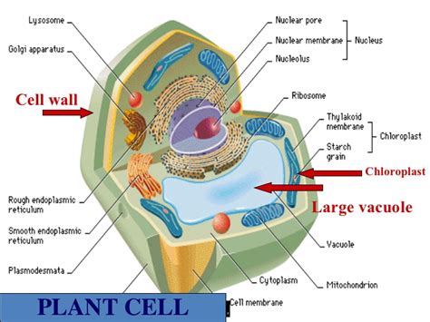 A cell wall is able to provide structural support for scientists think that chloroplasts became part of some eukaryotic cells through the process described in the endosymbiotic theory. Aug. 24(plant vs. animal cells)