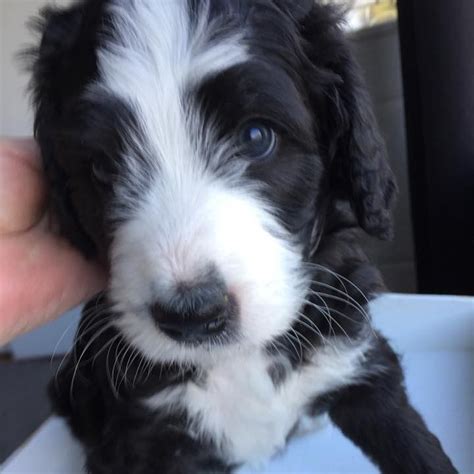 20 years breeding bmd experience. Bernedoodle Puppies For Sale | Springfield, IL #278224