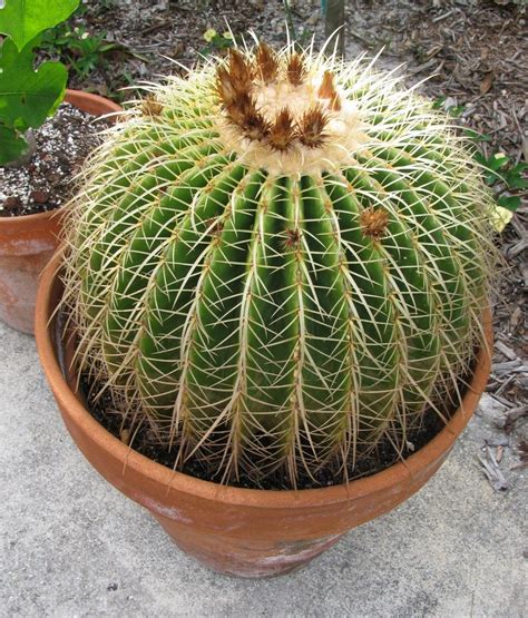 The question of choosing a pot is always quite acute: Cactus and Tender Succulents forum: Golden Barrel Cactus ...
