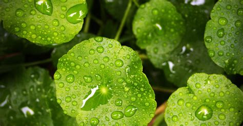Water Droplet On Green Leafed Plant · Free Stock Photo