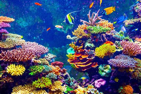¿sabes Por Qué Son Importantes Los Arrecifes De Coral