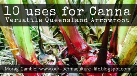 10 Ways To Make Great Use Of Canna Our Permaculture Life