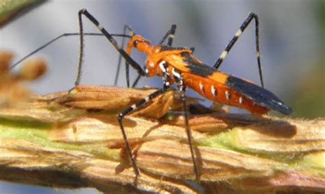 milkweed assassin bug zelus longipes linnaeus