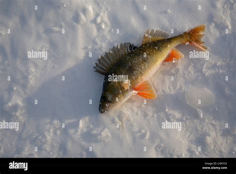 Fish Lake Baikal Hi Res Stock Photography And Images Alamy
