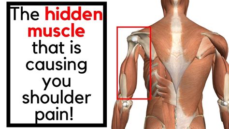 How To Stretch Your Triceps One Of The Muscles That Causes Shoulder