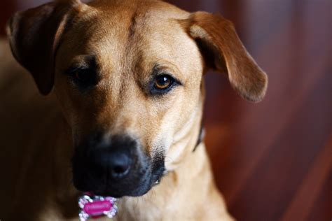 But before choosing a puppy, it's important to know if you want a dog for hunting, herding, or simply companionship. Black Mouth Cur | Black mouth cur, Black mouth cur dog ...