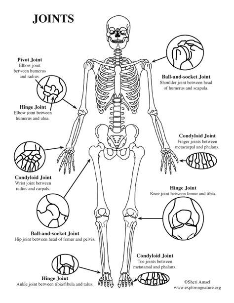When the human body lacks in calcium minerals, it can directly take calcium from the bones which make the bones weak. Joints - Synovial (Older Students)