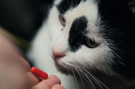 Gabapentin is available in tablets and capsules, but because the appropriate dosage for a cat is so small, your vet might recommend a compounding pharmacy to make up the prescription in a form that's practical to administer. Benadryl for Cats