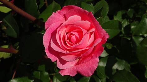 Rosen Blumen Rote Rose Kostenloses Foto Auf Pixabay Pixabay