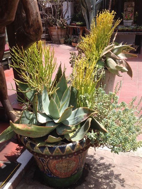 The north san diego county cactus and succulent society! Old Town San Diego | Old town san diego, Plants, Succulents