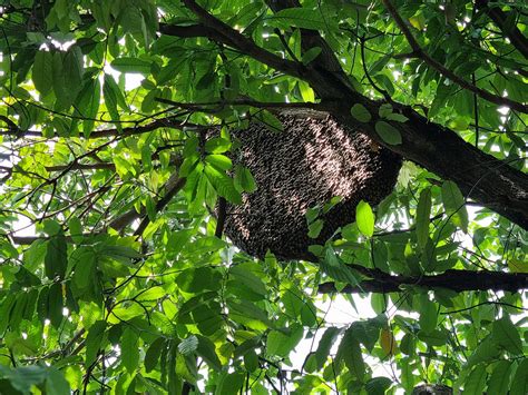 ผึ้งทำรังขนาดใหญ่ บนต้นไม้ข้างบ้าน ควรไล่หรือปล่อยไว้?
