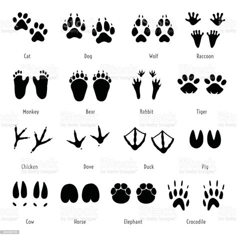 Foot Trail Vector Animal Footprint Set Silhouettes Of Tracks Stock
