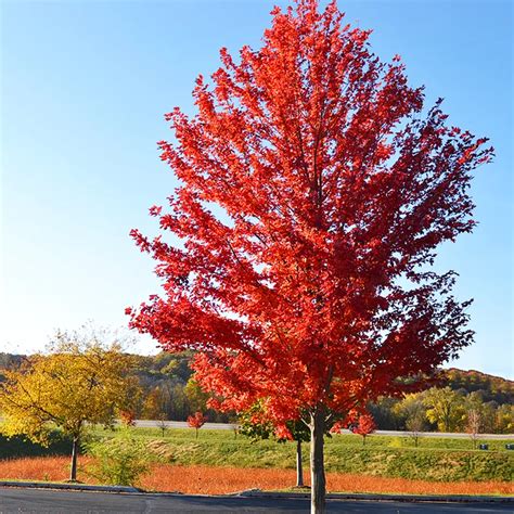 Autumn Blaze Maple Tree Autumn Blaze Maple