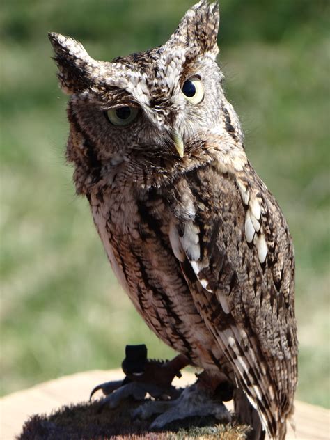 Oliver An Eastern Screech Owl At Midwest Batfest 2014 World Birds