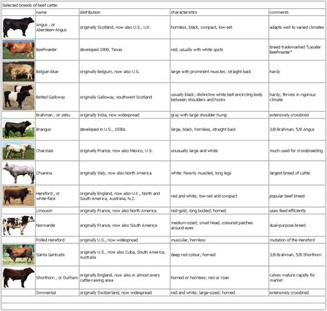 Selected Breeds Of Beef Cattle