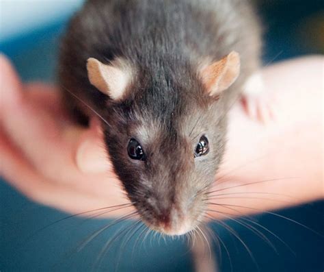 A mouse in the house? Pledge Your Birthday