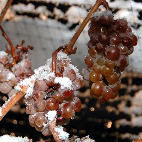 The 15 Best Canadian Foods You Need To Try Ice Wine Wine Desserts