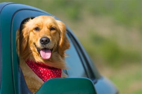 Top tips to keep pets cool in this hot weather | InYourArea